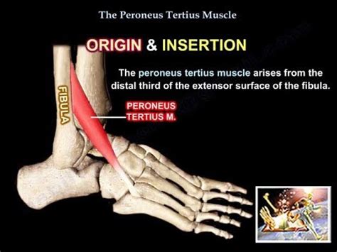 Its presence is variable in humans. Peroneus Tertius Muscle - Everything You Need To Know - Dr ...