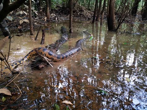 En Video Una Anaconda De 45 Metros Regresa A Su Hábitat Amazonas