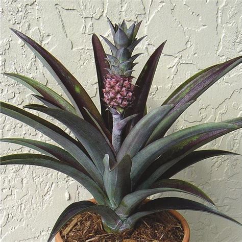 2 Gallon In Pot Red Spineless Pineapple Lw01886 At