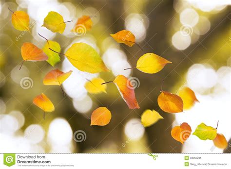 Autumn Leaves Imagen De Archivo Imagen De Concepto Horizontal 33266231