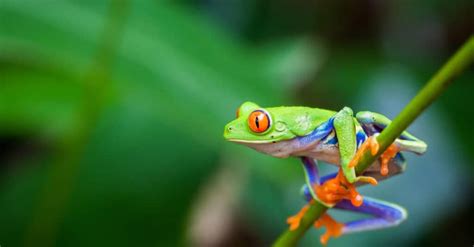 These 14 Animals Have The Largest Eyes In The World A Z Animals