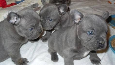 The puppies were loaded into cargo aboard a flight from the ukraine to chicago but were intercepted by authorities in texas. Solid Blue French Bulldog Puppies for Sale in Houston ...