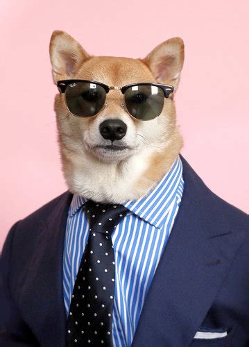 Menswear Dog Instagram Top Model The Rebel Dandy