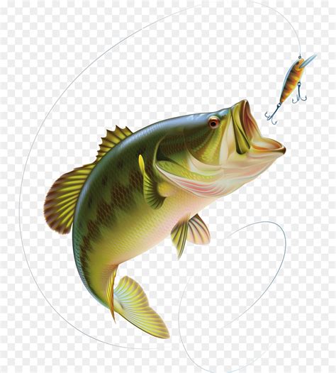 Largemouth Bass Clip Art
