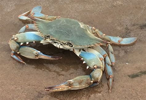 Blue Crab Discovered A Long Way From Home Campus News Uw La Crosse