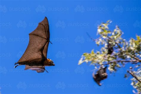 Image Of Fruit Bat In Flight With Blurred Tree And Other Hanging Bats