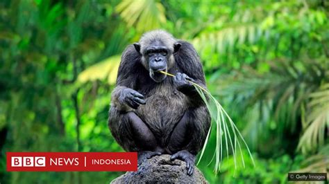 Simpanse Apa Yang Membuat Binatang Ini Bisa Bertahan Di Tengah