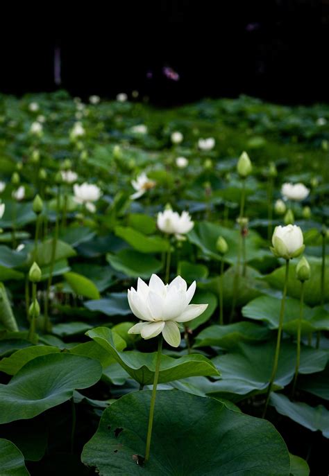 How To Grow Lotus Flowers At Home With Simple Tips On Planting Lotus Seeds