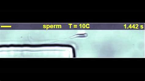 How Sperm Swim Near Surfaces Youtube