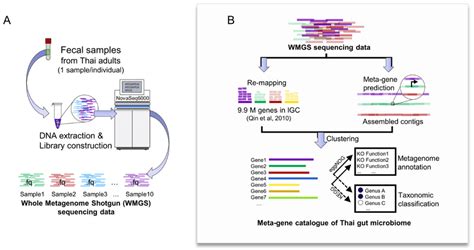 Schematic Overview Of Whole Metagenome Shotgun Wmgs Sequencing
