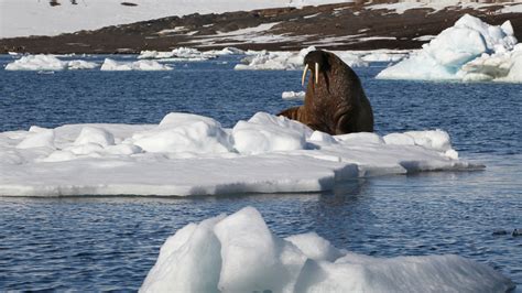 Дэлхийн дулаарал Арктикийн бүс нутагт маш их хохирол ...