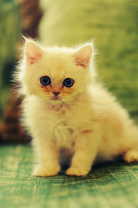 Super Cute Cats Pictures