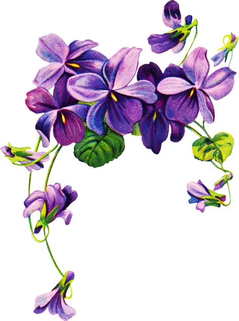 Collection Of Png Violets Flowers Pluspng