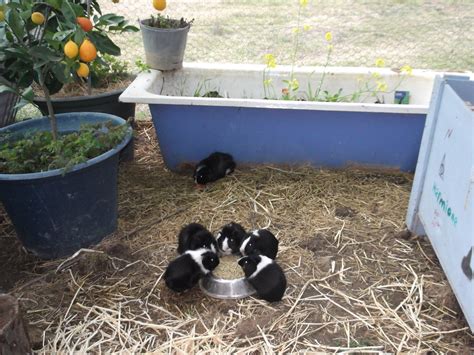 Free Range Pets Can Guinea Pigs Live Outside Pethelpful