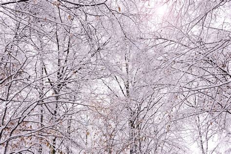 Snow Covered Clearing In A Forest Is A Winter Wonderland Stock Image