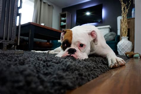 Las 15 Mejores Razas De Perro Para Tener En Casa