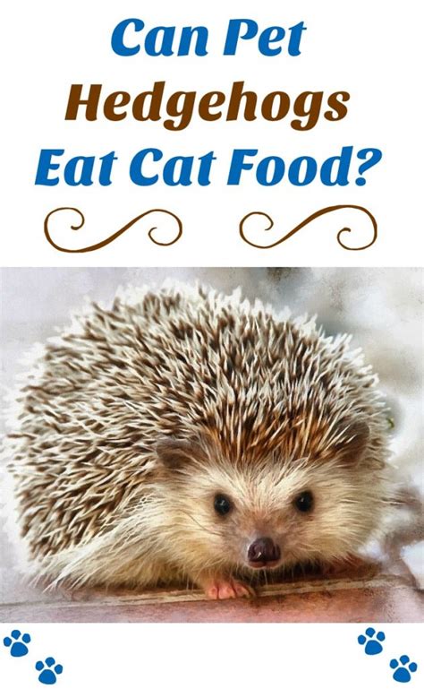 Hedgehogs make many noises and can be surprisingly loud for their size. Pet Hedgehog Food - Can Hedgehogs Eat Cat Food? - Frank ...
