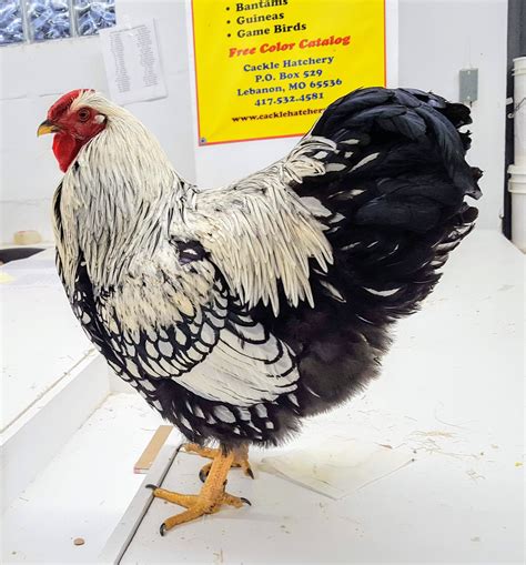 Silver Laced Wyandotte Eggs