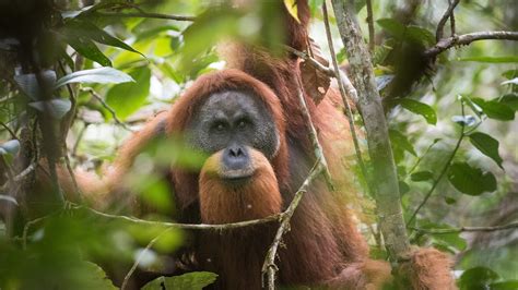 Newly Discovered Orangutan Species Is Immediately at Serious Risk of ...