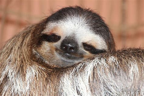 Buttercup The Sloth Posters By Carol Bock Redbubble
