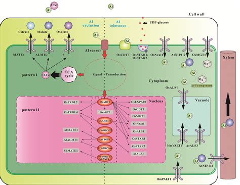 Mechanisms Of Al Tolerance In Plants MATEs Multidrug And Toxic