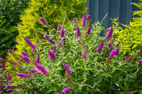 Miss Violet Butterfly Bushes For Sale Online The Tree Center