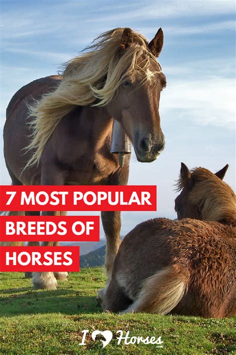 The 7 Most Popular Horse Breeds And Why We Love Them Artofit