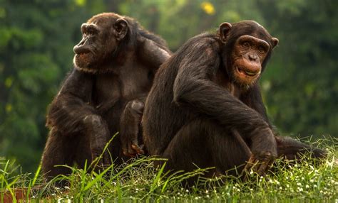 How Similar Are Human And Chimpanzee Genomes Richard Buggs