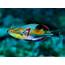 Exquisite Wrasse Information And Picture  Sea Animals
