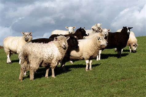 7 Best Dairy Sheep Breeds For Milk Sheepcaretaker