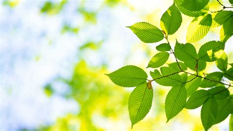 How To Celebrate Arbor Day The Citrus Report