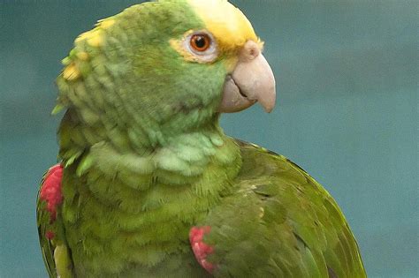Panama Amazon Parrot — Full Profile History And Care