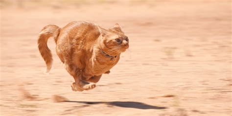 Are Cats Faster Than Dogs