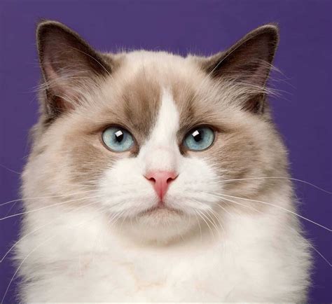 Everything You Need To Know About Ragdoll Breed