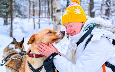 Girl And Husky Dog In Finnish Lapland Winter Finnish Forest Reflex