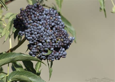 Ripening Blue Elderberry Berries On The Wing Photography