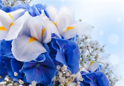 White And Blue Flowers Hd Wallpaper Wallpaper Flare
