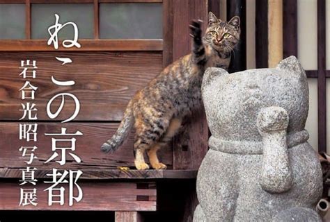 The City Of Kyoto With Cats Mitsuaki Iwagos New Photo Exhibition Cat