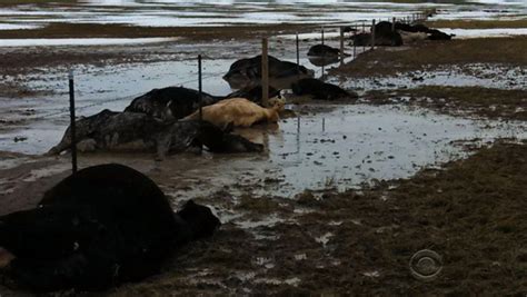 100000 Cattle Feared Dead After Early South Dakota Snowstorm Cbs News