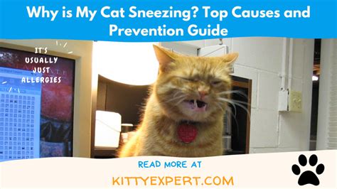 Why Is My Cat Sneezing Top Causes And Prevention Guide The Kitty Expert