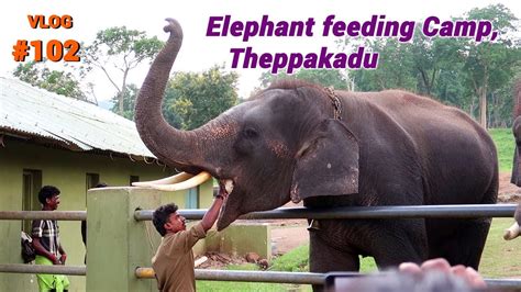 Visit To Theppakadu Elephant Feeding Camp Mudumalai Tiger Reserve