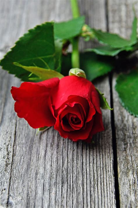Red Roses Pictures Romantic