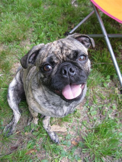 Kevin The Brindle Pug Brindle Pug Brindle Pugs