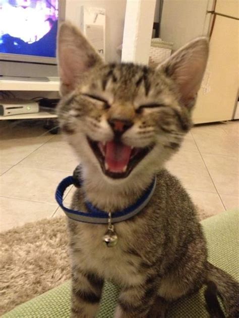 28 Of The Happiest Animals Of All Time Pleated Funny Cat