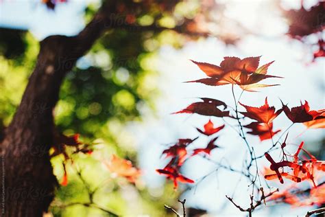 Colorful Japanese Maple Leaves In Sunshine By Stocksy Contributor