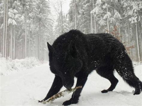 Самый Большой Волк В Мире Фото Telegraph