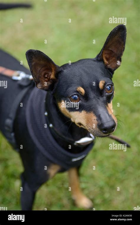 A Miniature Pinscher Dog Aged 3 Years Old At A Village Dog Show In