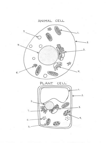 Animal And Plant Cells Worksheet