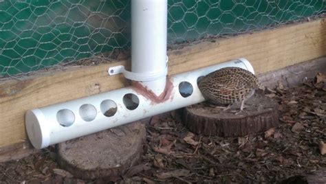 This hay rack is an light manner to provide a steady supply and keep things tidy. the Best ever Quail feeder - Google Search … | Raising quail, Quail coop, Chickens backyard