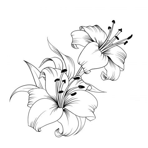 Watercolor Set Of Lilies Buds And Leaves Pencil Drawings Of Flowers